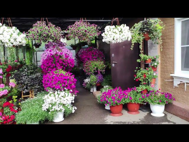 Спасаю петунии колеусы от ливней ветра и града. Надоело .Сил нет. Опять эвакуация всех растений . смотреть онлайн