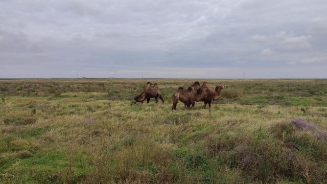 Верблюды#верблюды#калмыкия#яшалтаэлиста смотреть онлайн