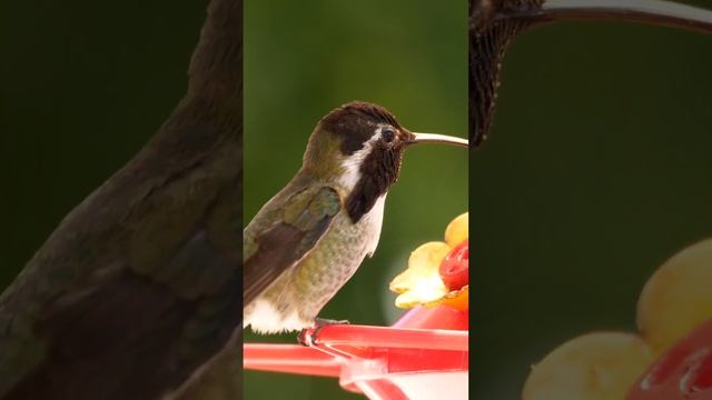 Сколько едят колибри? Интересные факты #shorts смотреть онлайн