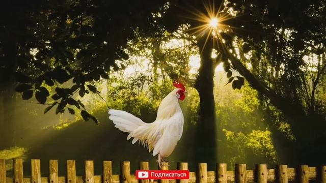Дуа утро защитить вас вес день أذكار الصباح утренний азкар каждое утро morning dua #dua #zikr #дуа смотреть онлайн