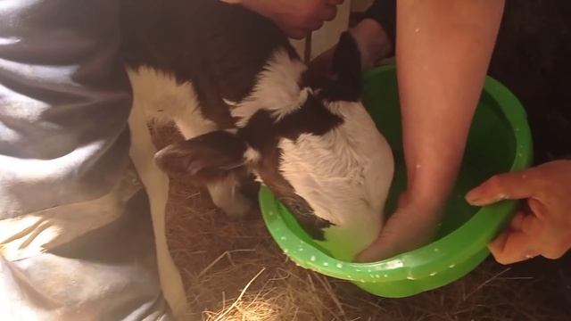 Двухразовая дойка после отела.Кормление теленка. #двухразоваядойка#корова смотреть онлайн