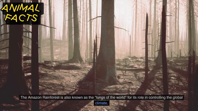 Amazing Facts: Deforestation of the Amazon Rainforest and its Impact on Biodiversity смотреть онлайн