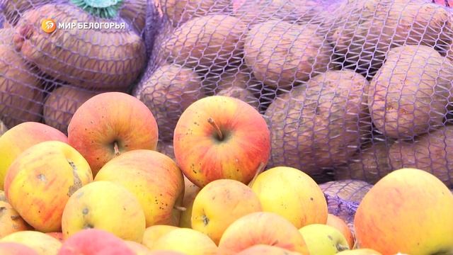 С пятого января в Белгородской области открылись ярмарки фермерской продукции смотреть онлайн