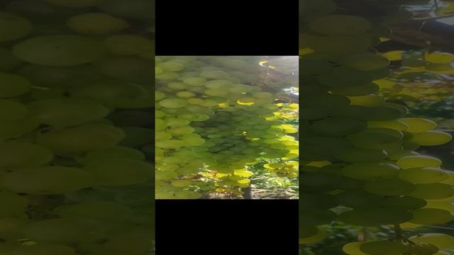 video-8573e55949f20e69c32d6f5f6bc14405-V.mp4 смотреть онлайн