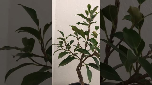 Фикус заплетенный косичкой на камне Ч.3 смотреть онлайн