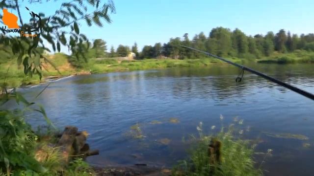 Тараканинг Ловля голавля на тараканы Как поймать голавля на таракана. смотреть онлайн