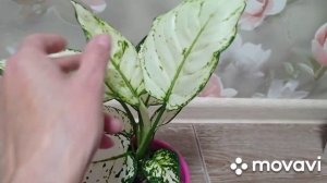 Комнатные цветы/растения. Обзор комнатных цветов. Мои любимые аглаонемы!