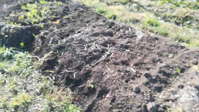 Реальные сроки посадки чеснока смотреть онлайн