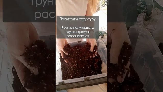 Идеальная структура грунта для фикусов, пальм и т.п. #грунт #фикус #ficus #комнатныецветы #plant смотреть онлайн