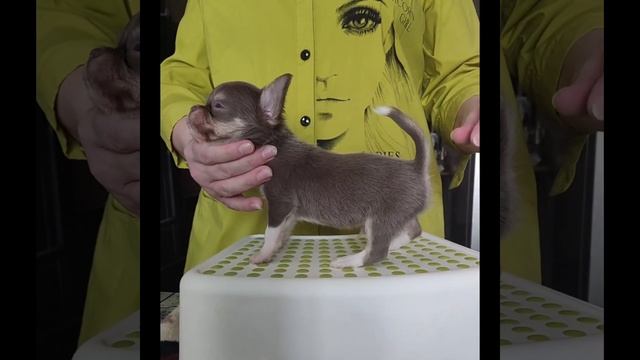 Чихуахуа мальчик!? Лиловый триколор!? смотреть онлайн
