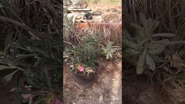 Adenium Senegalensis Serie 4