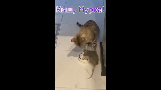 Смешное видео про животных: Кот и крыса смотреть онлайн