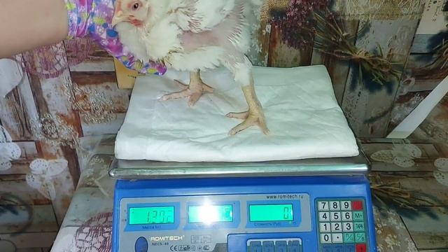 А бройлеры всё растут и радуют своим весом.? Вес бройлеров в 22 дня! смотреть онлайн