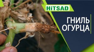 Гниют корни огурцов  Как лечить корневые гнили огурца