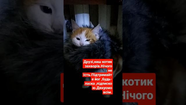 котик захворів смотреть онлайн