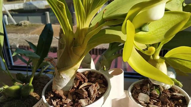 Cycnoches clorochilum - flowering смотреть онлайн