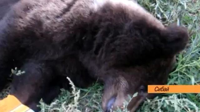 Незванный гость. Сибай, сентябрь 2012