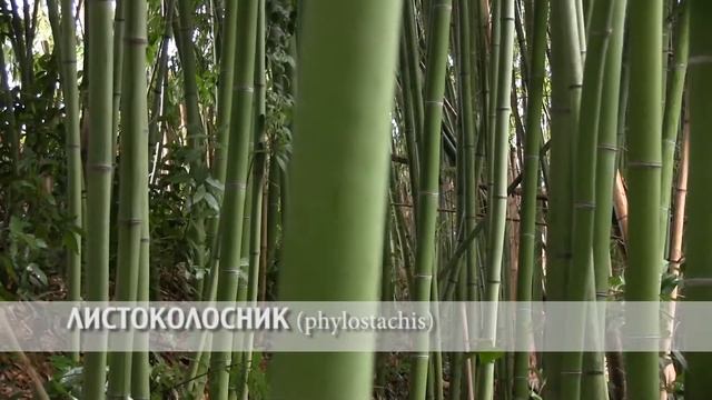 листоколосник бамбук смотреть онлайн