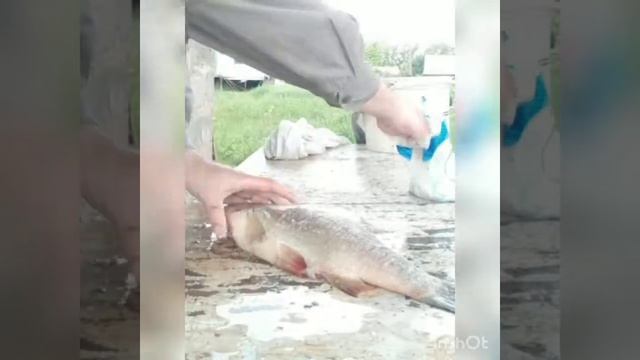Рыбалка. Засолка рыбы. Язь. смотреть онлайн
