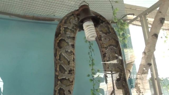Менский зоопарк - питон смотреть онлайн