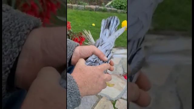Красивые голуби. Beautiful Pigeons. Schöne Tauben