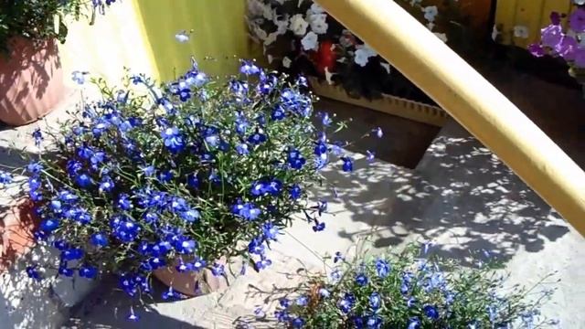 Как выглядит ЛОБЕЛИЯ через две недели после стрижки Видео отчёт смотреть онлайн