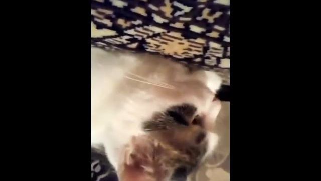 Как обычные кошки познакомились смотреть онлайн