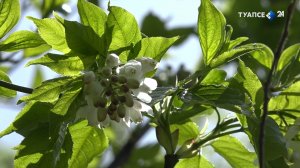 Лесная кухня – секреты приготовления квашеных джонджоли