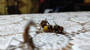 Богомол vs 2 шершня,mantis vs hornet