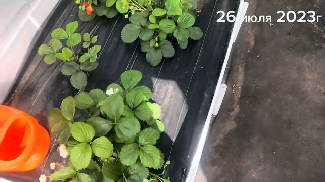 Что такое разогнать куст⁉️⁉️⁉️ Нейтралы‼️Легко и просто👍👍👍 смотреть онлайн