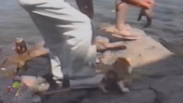 Приколы с котами (коты воруют еду) смотреть онлайн