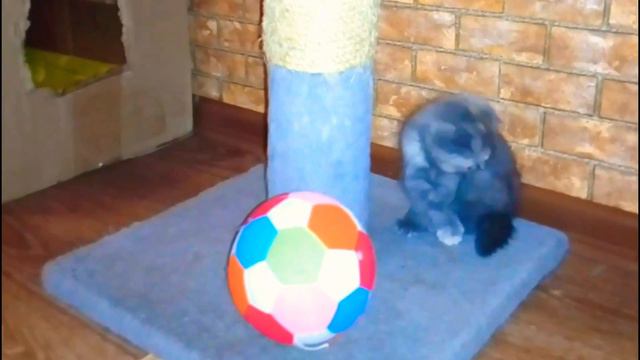 Продается котёнок || шотландская вислоухая || скоттиш фолд || Донецк питомник смотреть онлайн