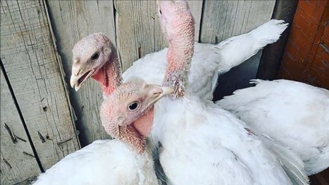 Разведение индюков кросса Хайбрид Конвертер как бизнес идея |Птицеводство | Индюки Хайбрид Конверте смотреть онлайн