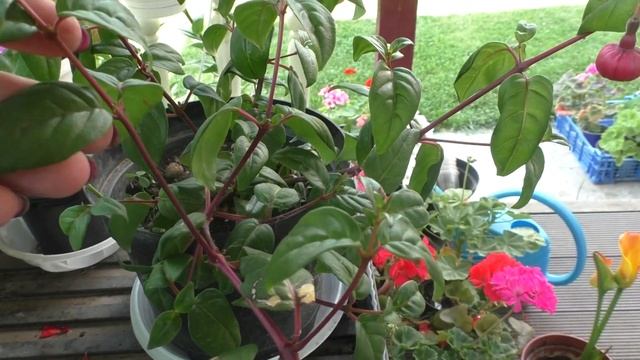 ФУКСИИ. Цветение, формирование, содержание в летнее время смотреть онлайн