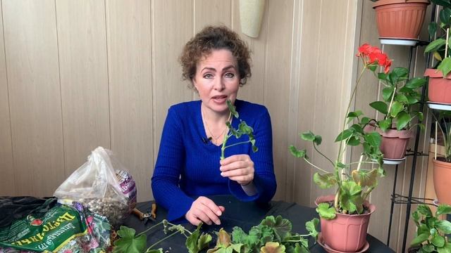 Черенкование Пеларгонии. Пеларгония уход и размножение. смотреть онлайн