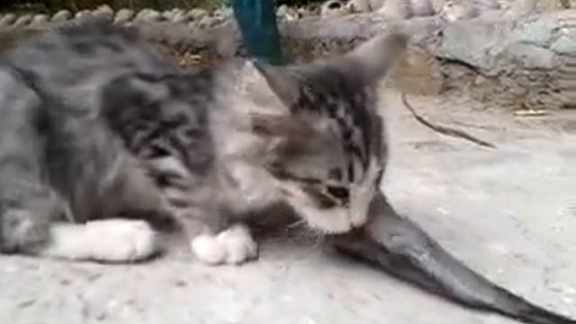 Кошка в Ялтинском зоопарке