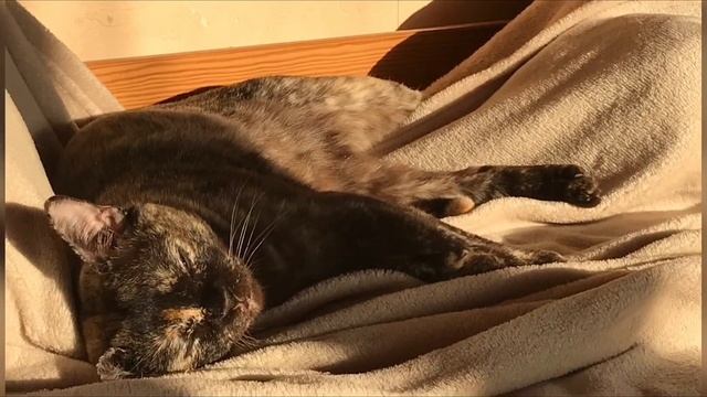 Видео с моей кошкой не будет пол года | все видео 2020-2021 года с моей кошкой смотреть онлайн