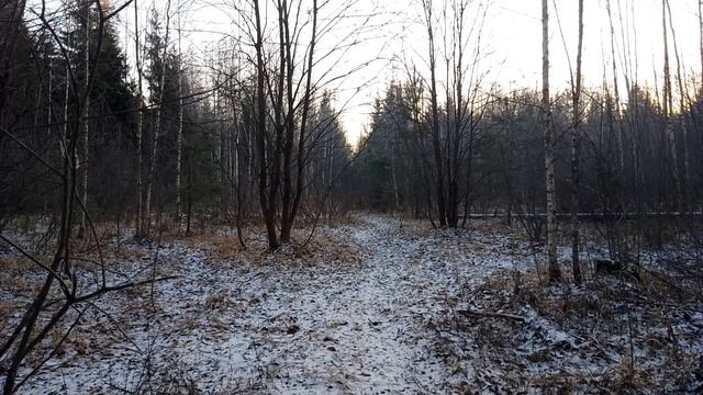 Утром в лесу. ч.1. Ноябрь 2023 смотреть онлайн