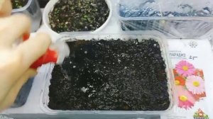 Посев Пиретрум на рассаду Парадиз многолетний?  #пиретрум