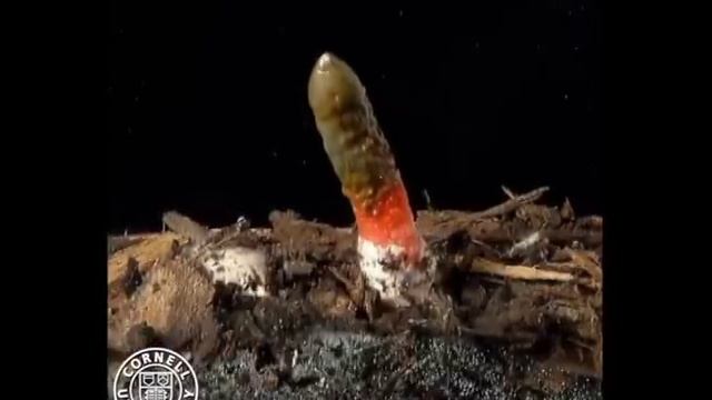 Mutinus elegans, the dog stinkhorn смотреть онлайн