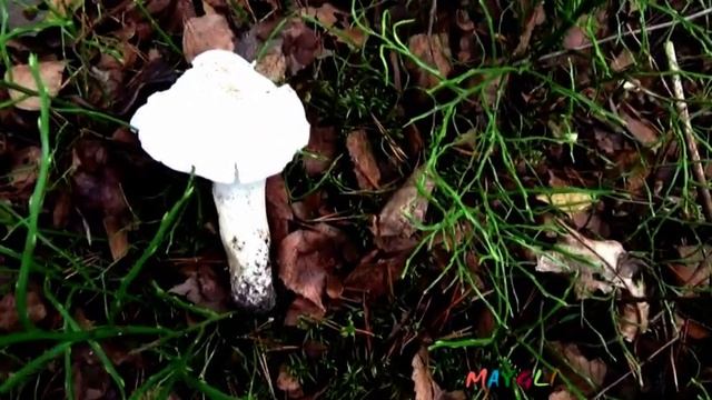 Какие Грибы Растут в Ноябре Олений Лес. Рядовка Белая Голубиная. Гигрофоры и Лисички. смотреть онлайн