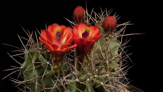 Time Lapse Echinocereus triglochidiatus fa. gonacanthus, USA (4K) смотреть онлайн
