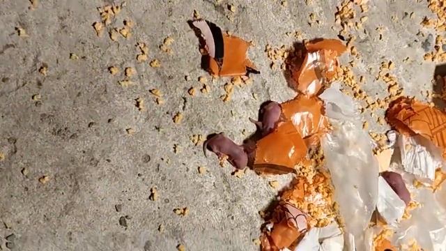 Пеноплекс(пенополистирол) и мышь смотреть онлайн