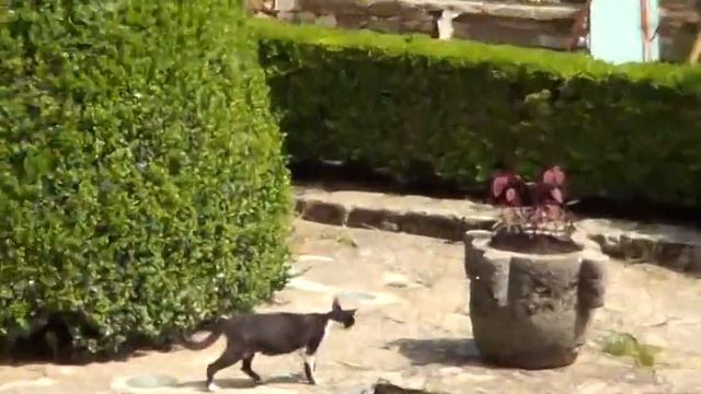 Balchik Botanicheskij Sad смотреть онлайн