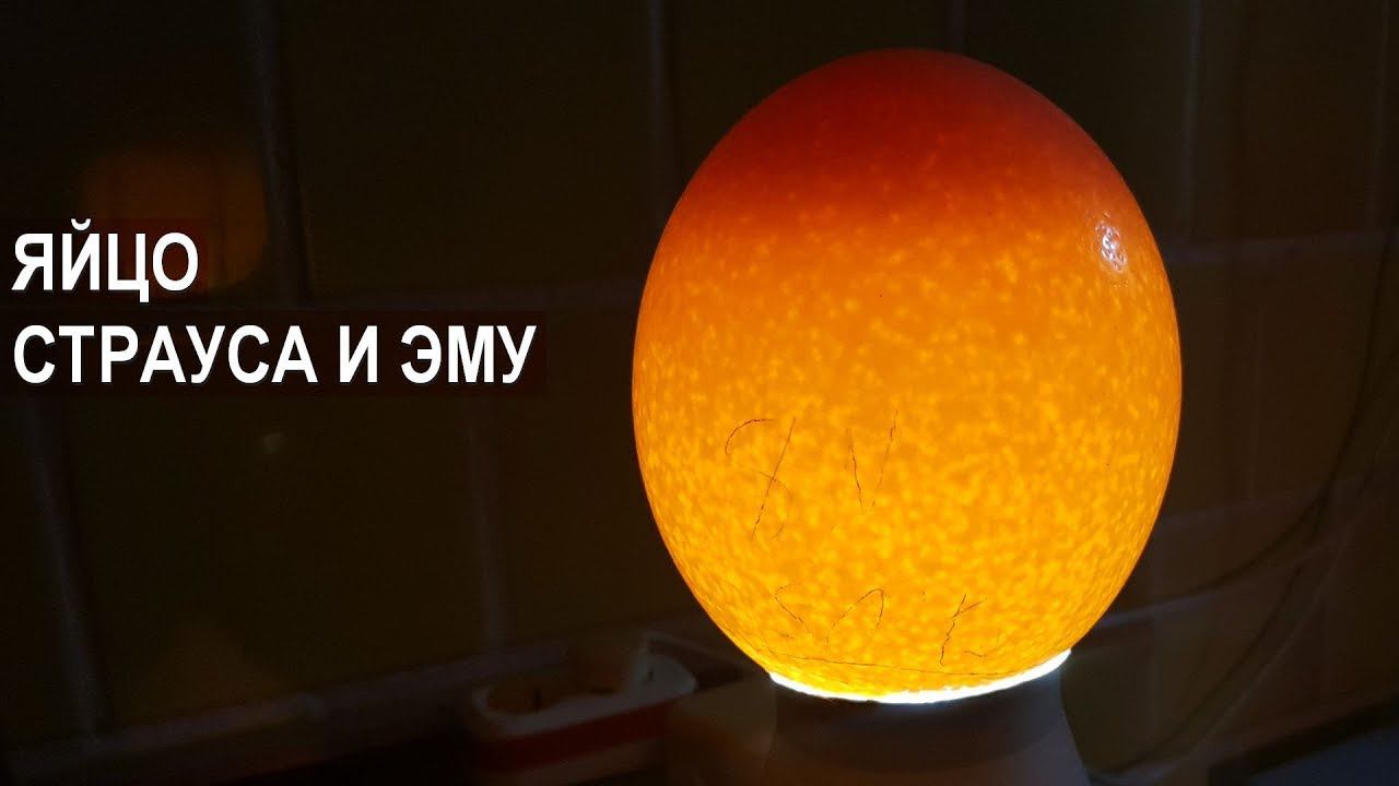 Яйцо страуса. Яйцо эму. Ферма Русский Страус смотреть онлайн