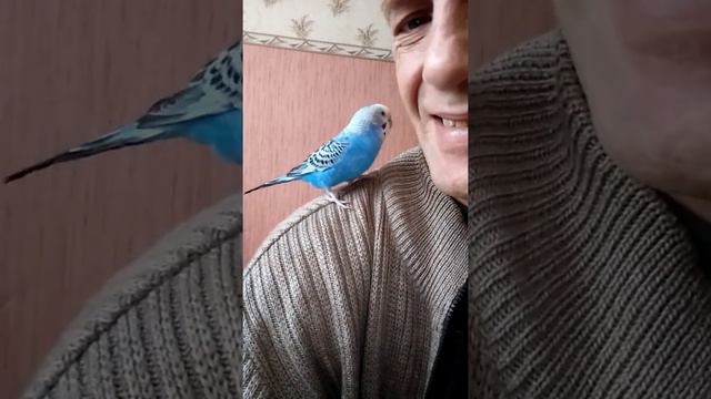 Попугай Даша любит целоваться! смотреть онлайн