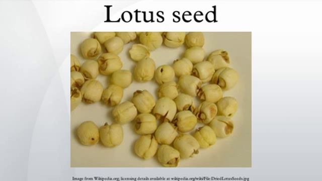 Lotus seed смотреть онлайн