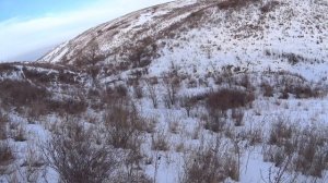 ЛУЧШАЯ ОХОТА НА ФАЗАНА 2021. Охота на фазана с собакой дратхаар. Охота на фазана в горах Казахстан.