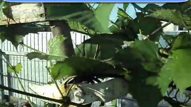 виноград в Сибири 16 июля 2019 смотреть онлайн