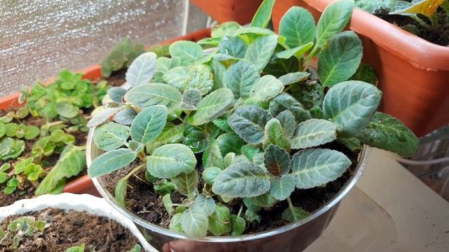 сеянцы плохо растут 2.08.21 #сеянцыглоксиний #любимыеглоксинии #глоксинииобзорцветения #глоксиния